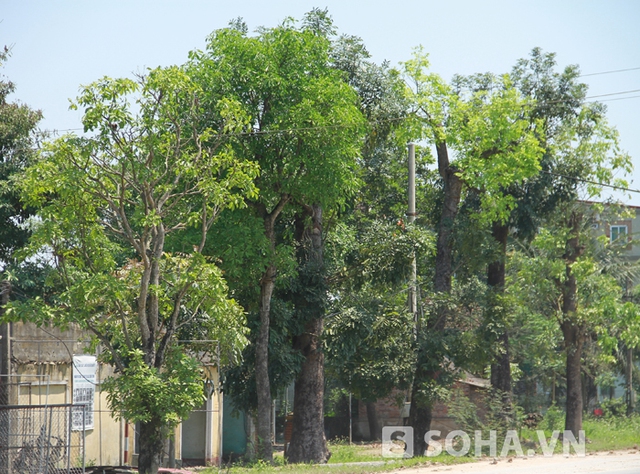 Số cây được di chuyển trồng sang vị trí mới. Được biết, chi phí di dời mỗi cây để chăm sóc và trồng lại mất tới 20 triệu đồng/1 cây cùng nhiều công sức.