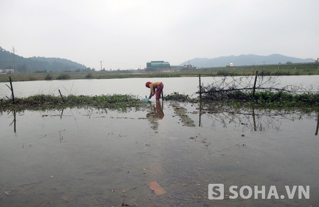 Vừa về đến nhà, bà Quy vội vàng ra ngoài bờ sông trước nhà lấy nước vào để chuẩn bị cho bữa tối nếu không trời quá tối sẽ không thấy đường đi.