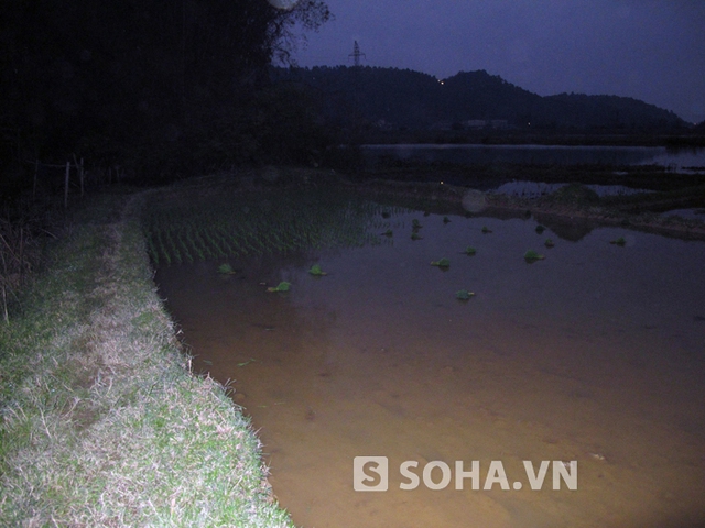 Đêm xuống, ngôi nhà nhỏ trong lùm cây càng thêm hiu quạnh, cô đơn.