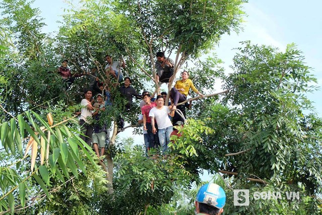
Do không còn chỗ, người dân phải trèo lên cây để được xem tận mặt các bị cáo và quang cảnh phiên xử
