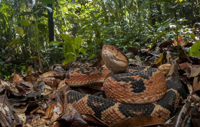 
Cận cảnh rắn chúa bụi trong rừng rậm Amazon
