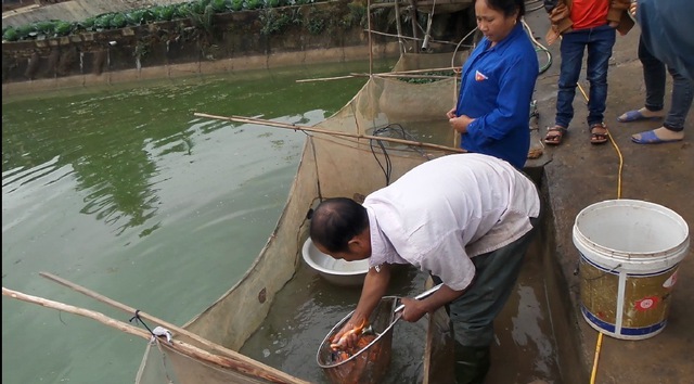 Cá khi mang từ ao về sẽ được thả vào bể tại gia đình và sục khí để thêm 1-2 ngày chờ lái buôn các tỉnh đến mang đi tiêu thụ.