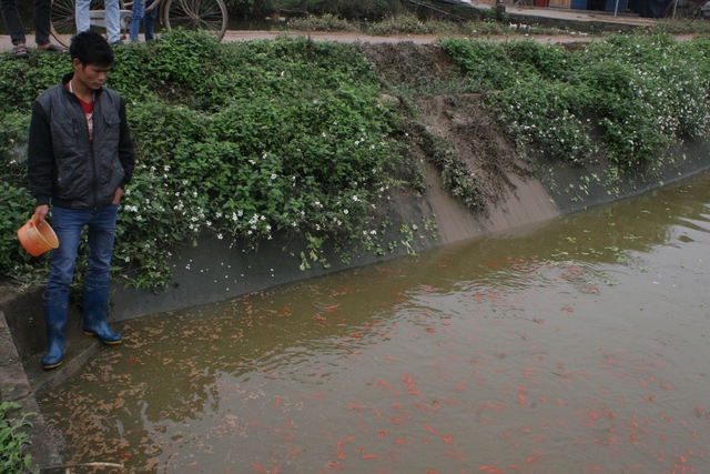 Tuy còn trẻ nhưng anh Hà Văn Phương đã sở hữu cho mình gần 10 sào cá chép đỏ.