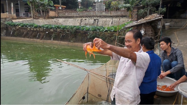 Với loại cá chép đuôi dài như thế này có giá thành cao hơn. Ông Nguyễn Gia Soạn cho biết, con cá ông cầm trên tay nặng khoảng 0.5kg và có giá thành 200 nghìn đồng.