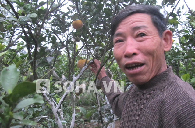 Ông Hảo cho biết, quả cam Xã Đoài trong vườn ông được chăm sóc trên cây 12 tháng nên rất hiếm và giá đắt. Còn sự thơm ngon thì không cam nơi nào có thể sánh được.