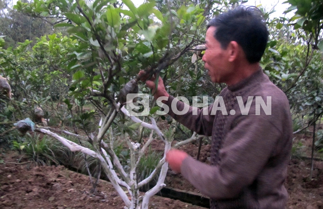 Hiện nay nhiều gốc cây cam đã già cỗi nên ông Hảo chiết cành để giữ nguồn gen quý và bán với giá 100.000 đồng/1 cành cam chiết.