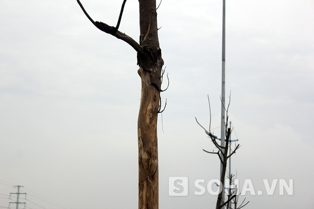 Hàng trăm cây chết trơ trọi, đã làm ảnh hưởng nghiêm trọng tới toàn cảnh quan của tuyến đường 6.600 tỷ đồng