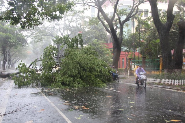 Một cây xanh gãy đổ trên đường Nguyễn Chí Thanh, TP Đà Nẵng được nhiều người dọn dẹp để việc lưu thông xe cộ thuận lợi -  Ảnh: Phan Thành/Tuổi trẻ