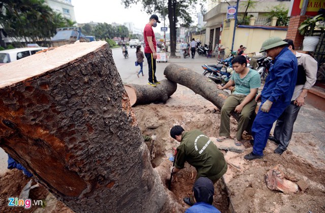 Chiều 19/3, nhiều cây xà cừ có đường kính lớn bị thay thế trên đường Nguyễn Chí Thanh. (Ảnh: Lê Hiếu/Zing)