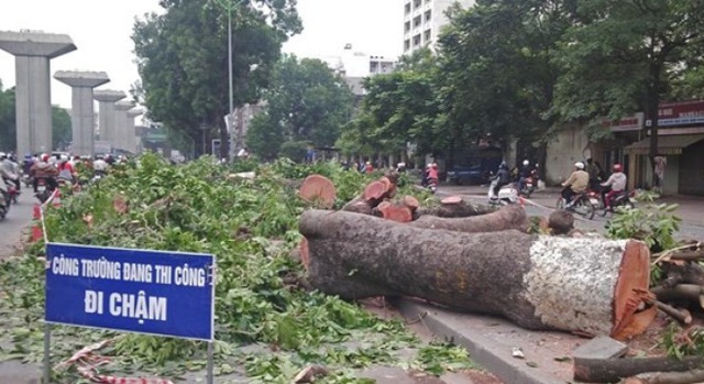 Để phục vụ thi công tuyến đường sắt trên cao Hà Đông - Cát Linh, gần 100 cây xà cừ cổ thụ phải chặt bỏ.