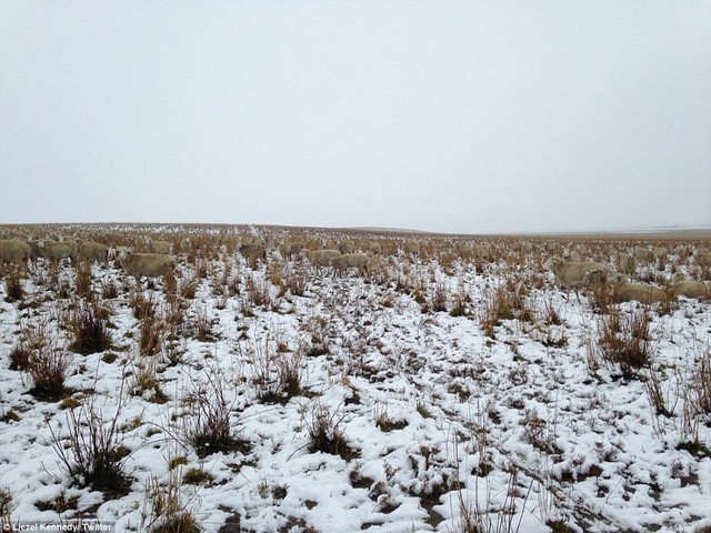 Những con cừu lẫn vào cỏ và tuyết khiến khó phát hiện.