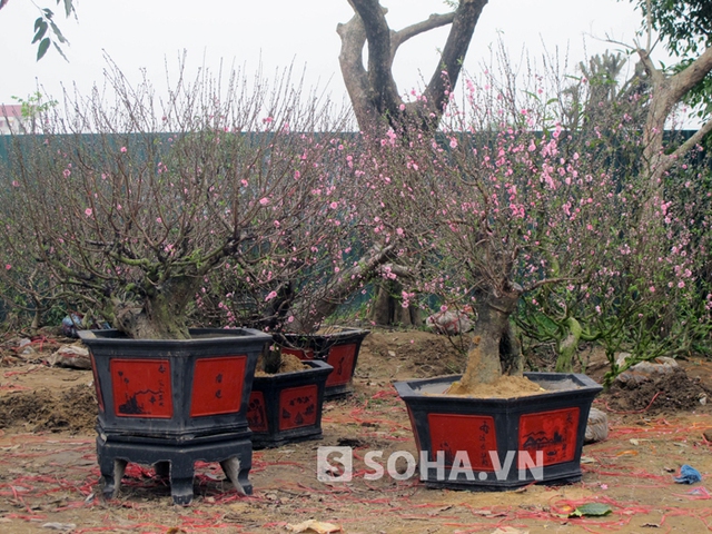 Tuy nhiên, giá cả hoa năm nay có phần “chát” hơn so với những năm trước nên khiến người mua thì ít nhưng người ngắm thì nhiều.