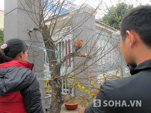 Biết “chương trình” khuyến mãi hấp dẫn này, nhiều người dân tìm đến để ngắm và ngỏ ý muốn mua. Tuy nhiên, giá cả hơi chát nên cành đào đá cùng con gà rừng vẫn đang được trưng bày mà chưa tìm được chủ nhân mới.