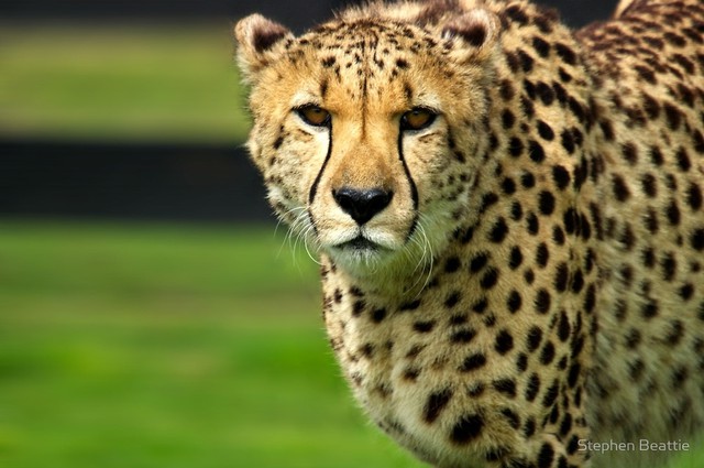 
Đôi mắt của Cheetah có tầm nhìn lên tới 200 độ
