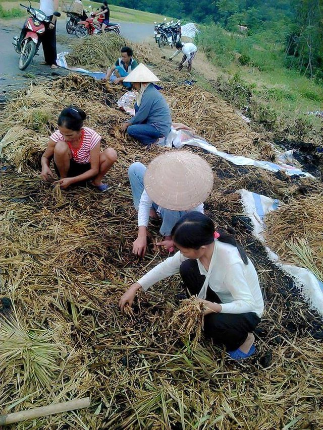 Họ cố gắng nhặt nhạnh lại những bông lúa bị cháy dang dở