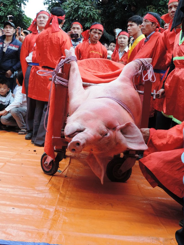 Hình ảnh trong lễ hội chém lợn làng Ném Thượng năm 2014 do Tổ chức động vật châu Á cung cấp.
