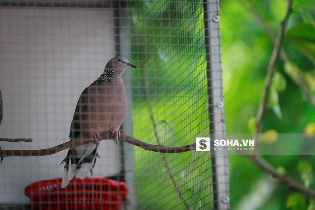 
Những con vật này cũng đều là do anh dày công sưu tầm từng ngày. Dần dần, sau nhiều năm, số lương thú nuôi của Quang Tèo cũng nhiều dần lên.
