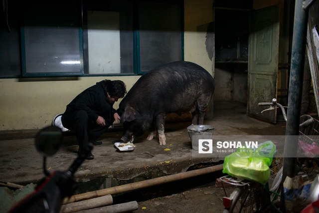 
NSƯT Tống Toàn Thắng cho Quýt ăn muộn. Quýt là một diễn viên, nó được anh Thắng nuôi từ ngày còn nhỏ. Nếu không phải là anh cho ăn, Quýt không thèm động đến. Biết anh về, Quýt mừng lắm, cứ chạy ra, quấn quýt. Nó là niềm an ủi, là niềm vui của người nghệ sĩ sau một ngày dài vất vả.
