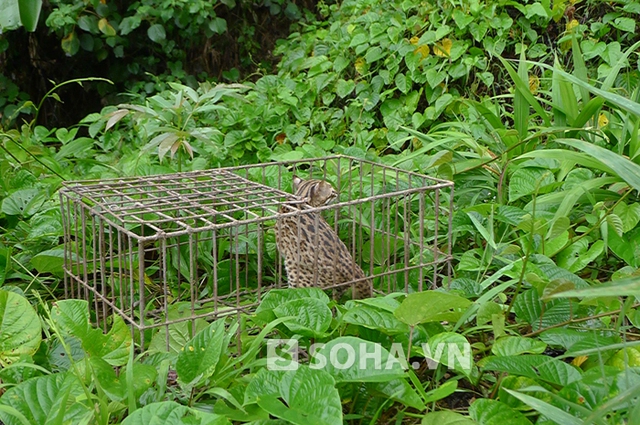 Cá thể mèo rừng quý hiếm được thả về với tự nhiên. trước khi thả, số động vật này đều đảm bảo sức khỏe thích nghi với môi trường tự nhiên.