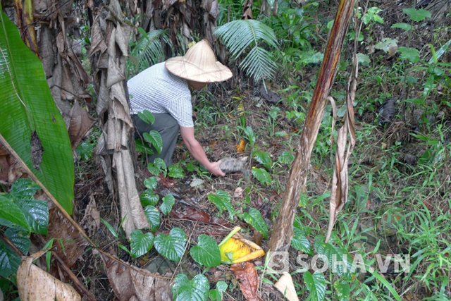 Cơ quan chức năng đang tiến hành thả những cá thể rùa về với tự nhiên.