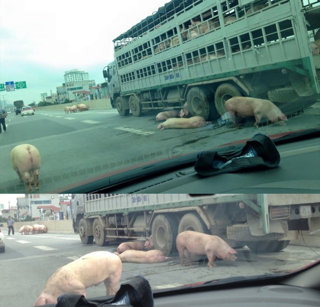 Hàng chục con lợn bất ngờ văng xuống đường