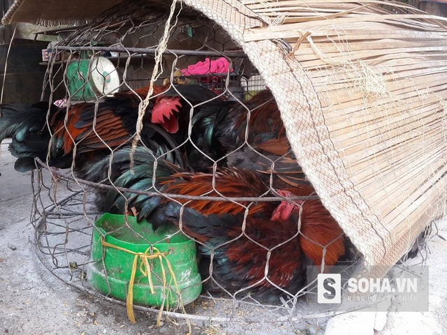 
Trước đó, gia đình ông Thơm đã bị mất 3 lồng nhốt gà, ước tính khoảng 100kg gà thịt.
