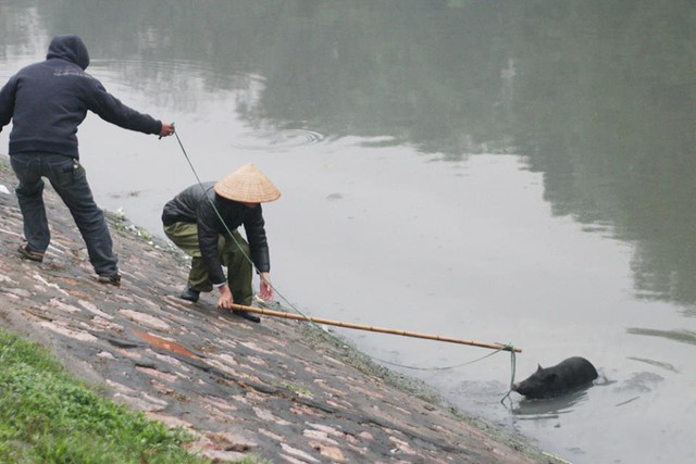 Đến khoảng 11 giờ cùng ngày, có thêm  rất nhiều người dân vây bắt, nhiều người phải phân nhau lội xuống sông và đứng hai bên bờ sông Tô Lịch. Sau nhiều nỗ lực, mọi người mới bắt được con lợn và đưa về nhà.