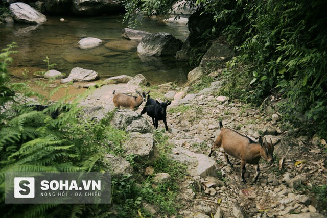 
Lối dê đi ăn cũng chính là đường đi vào Khá Thượng, Tân Lập
