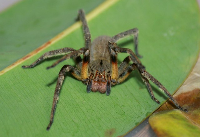 Loài nhện Phoneutria
