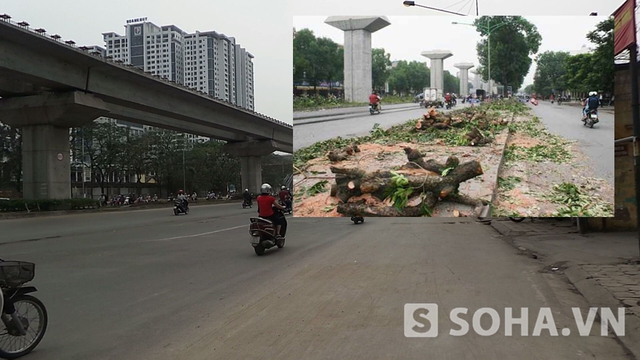 Đường Nguyễn Trãi sau khi chặt hạ hàng cây cổ thụ.