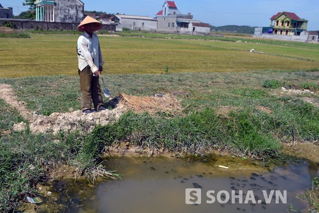 Vị trí nơi cháu Thắng bị rắn độc cắn khi đi mò cua.