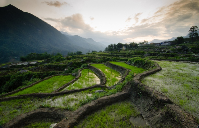 Một thửa ruộng bậc thang ở Sa Pa. Ảnh: Tyler Van Orden.