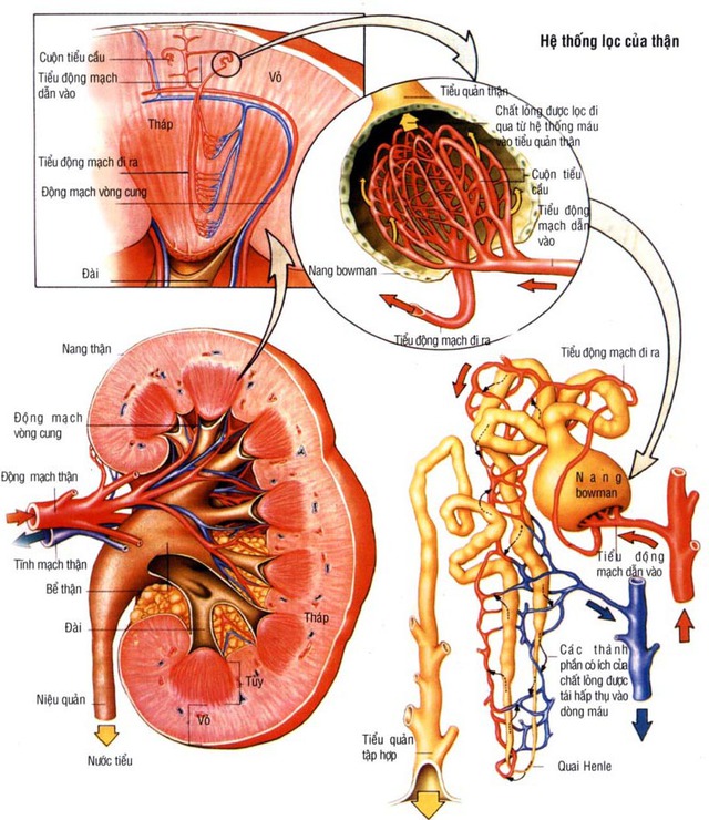 Những dấu hiệu cảnh báo bạn đã &quot;chớm&quot; bị suy thận