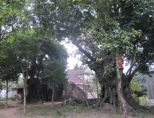 Năm 2010, một đoàn nghiên cứu khoa học về cây của Hội Bảo vệ thiên nhiên Việt Nam đến phân tích, thu mẫu và kết luận những cây thị này có tuổi đời hơn 670 năm.