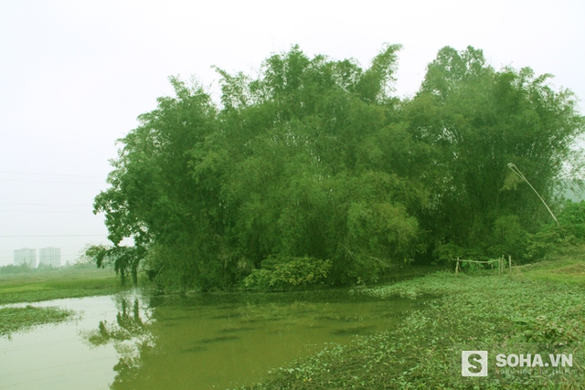 
Hơn 40 năm trước, ông Đức ra bãi đất trống giữa đồng này lập nhà để ở cùng chị gái. Không lâu sau, chị mất, ông Đức ở một mình làm ruộng, chăn nuôi để mưu sinh.
