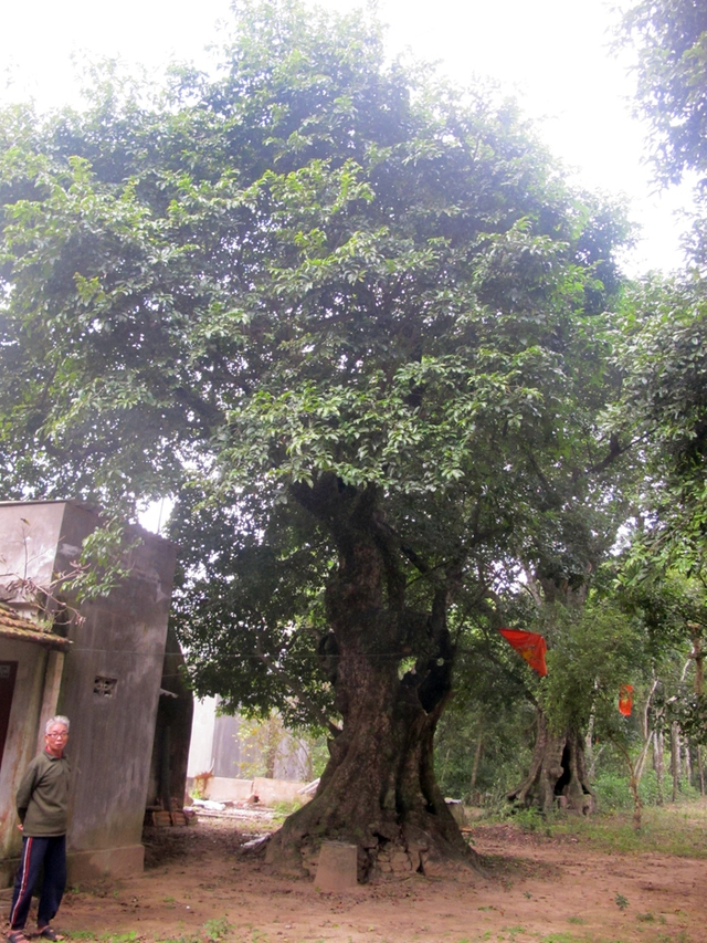 Thấy vùng đất tốt, đô đốc Lê Văn Hoan liền cho quân dừng chân nghỉ ngơi rồi buộc voi chiến vào những cây thị này. Sau lần đó, đoàn quân của đô đốc thắng lớn, Lê Văn Hoan được phong chức Đại nguyên soái Lê Quý Công.