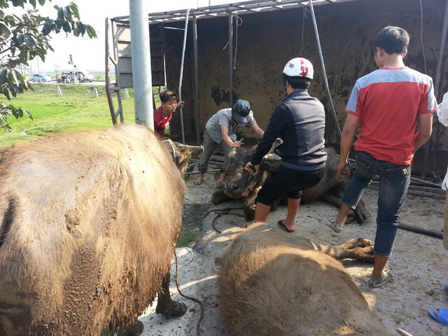 Chủ xe trên đang cố gắng cứu những con trâu bị nạn nhưng không được.