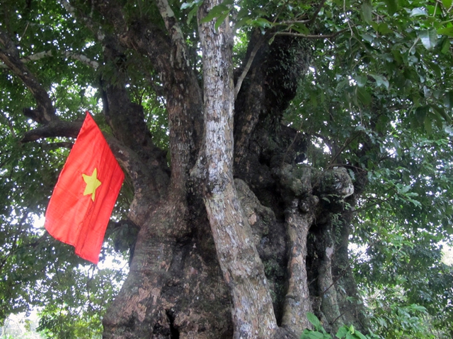 Tháng 9, năm 2011, 5 cây thị trong vườn của ông Thưởng đã được công nhận là cây di sản văn hóa quốc gia.