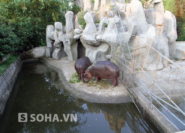 Theo thống kê của Hạt Kiểm lâm Diễn Châu, đến thời điểm hiện tại Khu du lịch sinh thái Trại Bò đang nuôi bảo tồn và sinh sản 13 loài động vật nguy cấp quý hiếm (tê giác, hổ trắng, hà mã, bò tót, sư tử…) và 7 loài động vật khác.