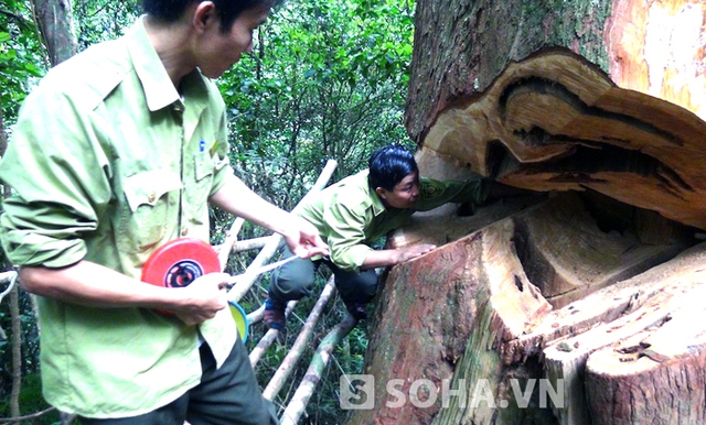 Chúng dùng cưa cắt thành những đường lớn, người có thể chui lọt.