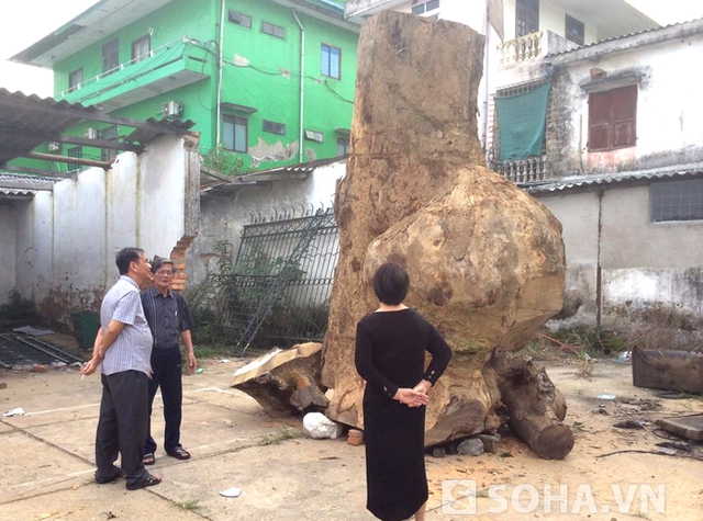 
Chủ nhân của bức tượng Đại thi hào Nguyễn Du “khủng” là anh Lê Văn Huy (SN 1971, TP. Vinh, Nghệ An). Khoảng tháng 4/2014, anh Huy tình cờ biết người dân tộc ở huyện miền núi Nghệ An đào được gốc cây gù hương khủng nên quyết mua về.
