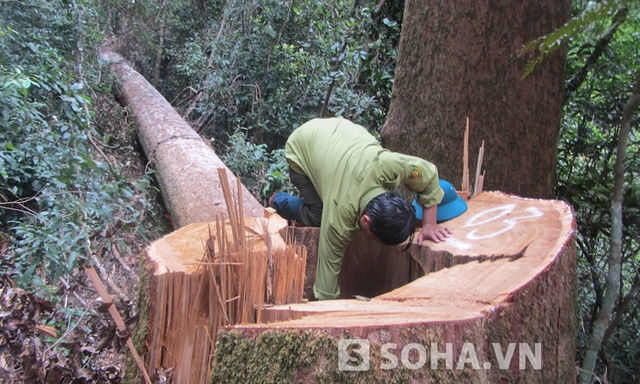 Theo cơ quan chức năng, những cây sa mu bị nhóm lâm tặc chặt hạ này có tuổi đời hàng trăm năm với chiều cao từ 35-40m, đường kính từ 2-2,7m.