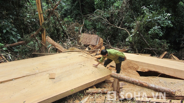 Lâm tặc đã cắt từng đoạn thân rồi xẻ thành tấm ngay tại chỗ. Tổng số gỗ bị chặt hạ ước tính xấp xỉ 200m3 gỗ sa mu (thuộc nhóm 2A quý hiếm).