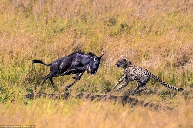 
Cheetah có thể phán đoán được đường chạy của con mồi
