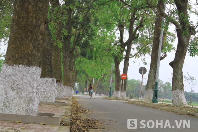 Từ bao đời nay, hàng cây cổ thụ này đã trở thành biểu tượng cho làng Sen quâ hương Bác.