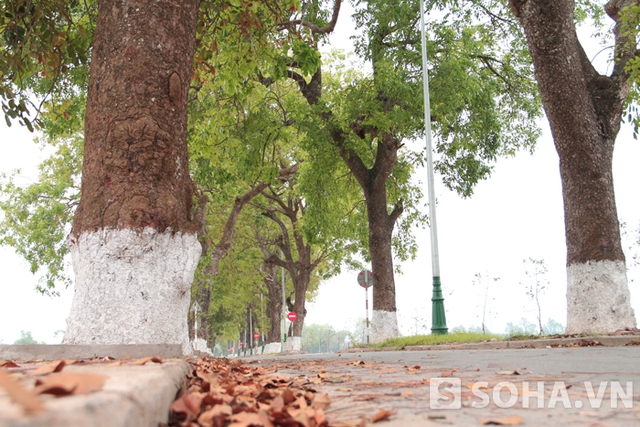 Hàng cây cổ thụ nằm trên đường tỉnh lộ 540, kéo dài khoảng 5,2km.