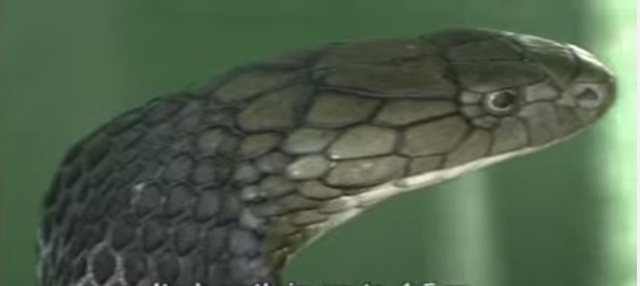 
Đây là loài rắn cực độc, một con rắn hổ chúa trưởng thành có thể tạo ra 400 mg nọc độc. Mỗi 1 mg nọc độc của chúng có thể giết chết 160 người. Ảnh cắt từ clip của Trại rắn Đồng Tâm

