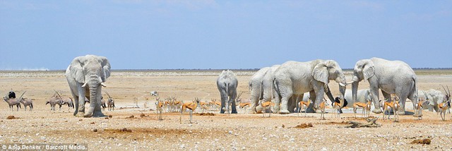 Những con voi trắng toát trên sa mạc