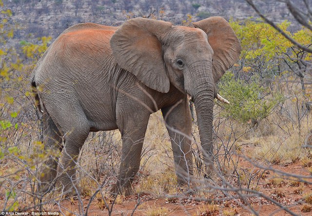 Lông voi có sắc đỏ do dính đất đỏ đặc trưng của Namibia