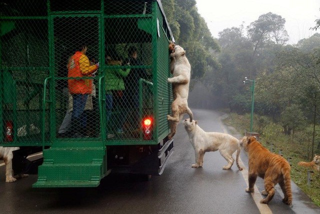 
Theo đó, các du khách sẽ ngồi trong chiếc xe buýt có những cánh cửa lưới sắt để đi tham quan.
